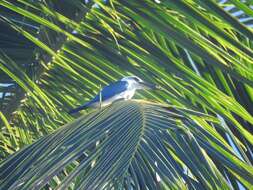 Image of Beach Kingfisher