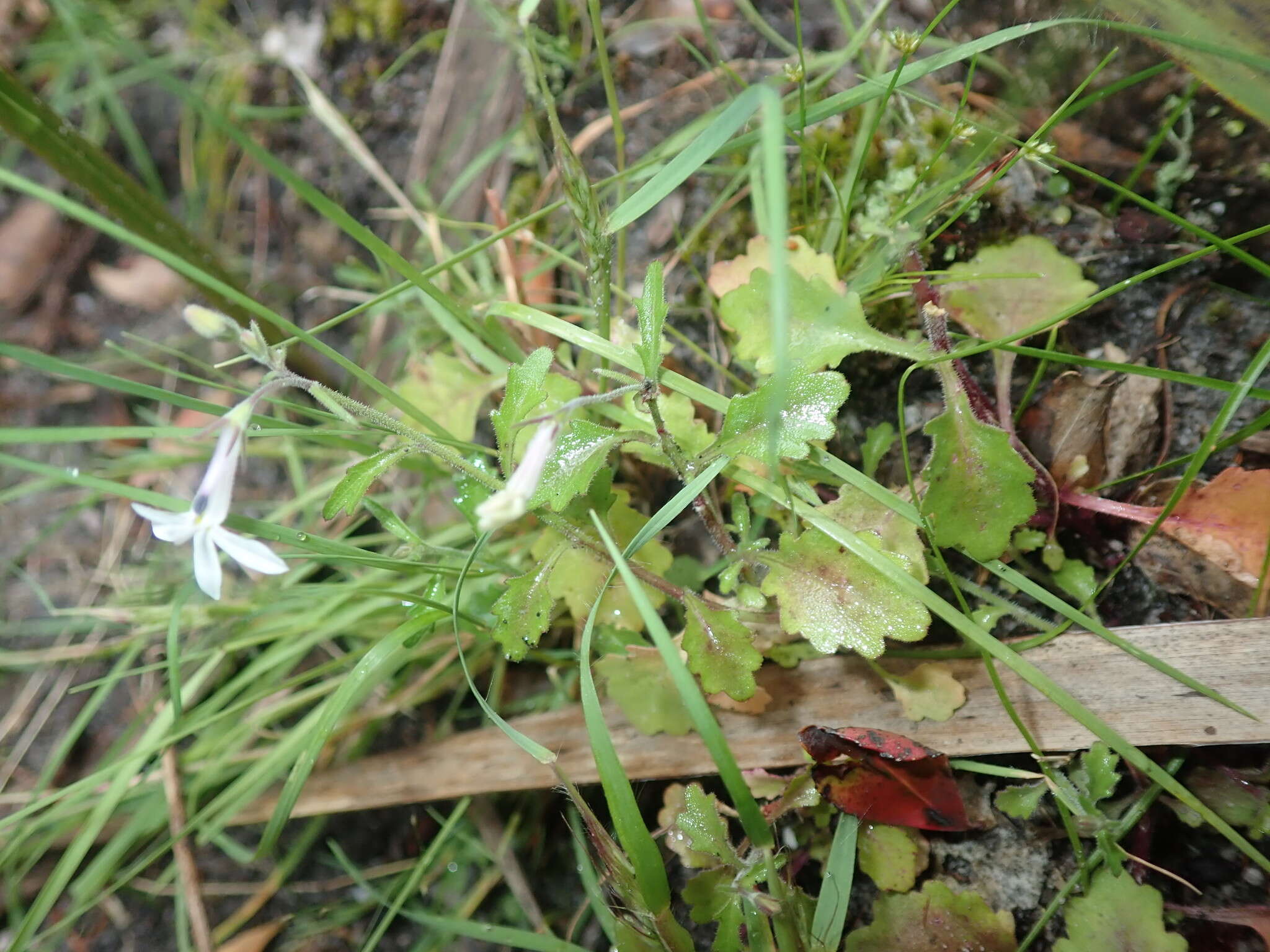 Imagem de Lobelia pubescens Aiton