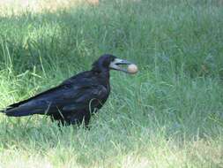 Imagem de Corvus frugilegus Linnaeus 1758