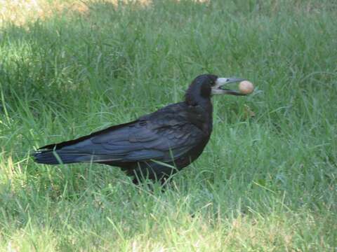 Imagem de Corvus frugilegus Linnaeus 1758