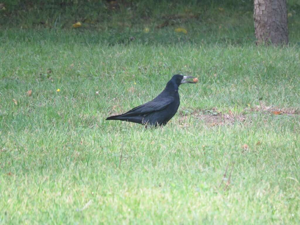 Imagem de Corvus frugilegus Linnaeus 1758