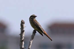 Plancia ëd Empidonomus Cabanis & Heine 1860