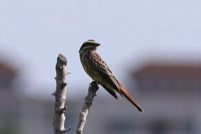 Plancia ëd Empidonomus Cabanis & Heine 1860