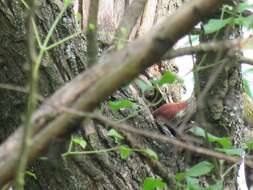 Image of Eurasian Green Woodpecker