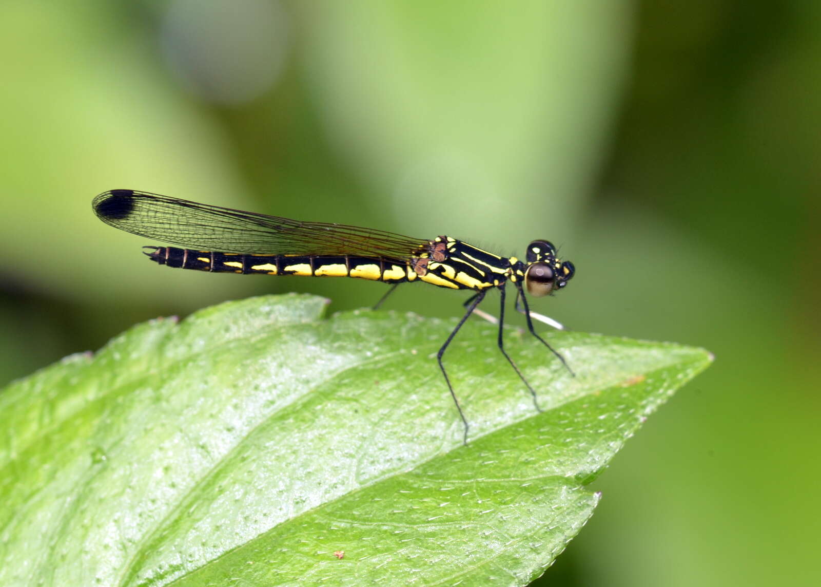 Image of Libellago indica (Fraser 1928)