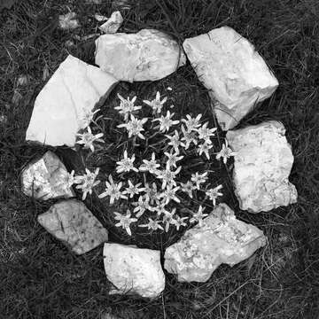 Image of edelweiss