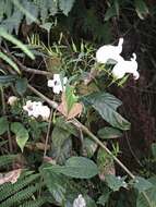 Strobilanthes helictus T. Anders. resmi