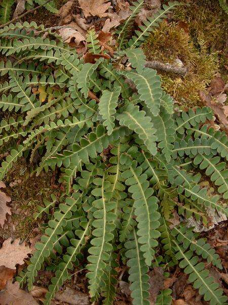 Plancia ëd Asplenium ceterach L.