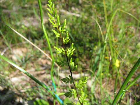 Image of Cheilanthes sieberi subsp. sieberi