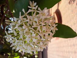 Image of ixora