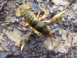 Image of Cambarus fasciatus Hobbs 1981