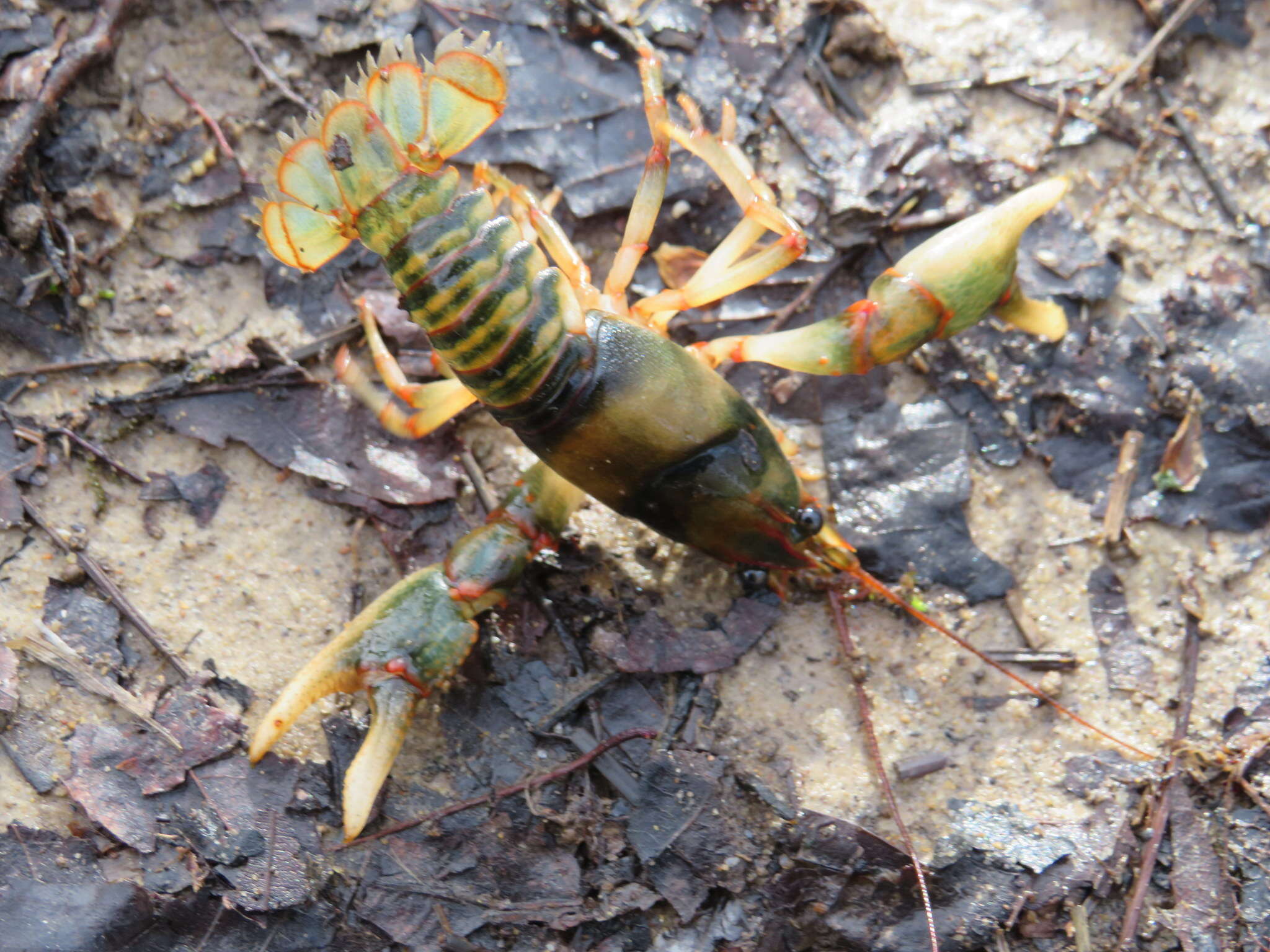 Image of Cambarus fasciatus Hobbs 1981