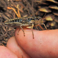 Image of Cascade Timberline Grasshopper