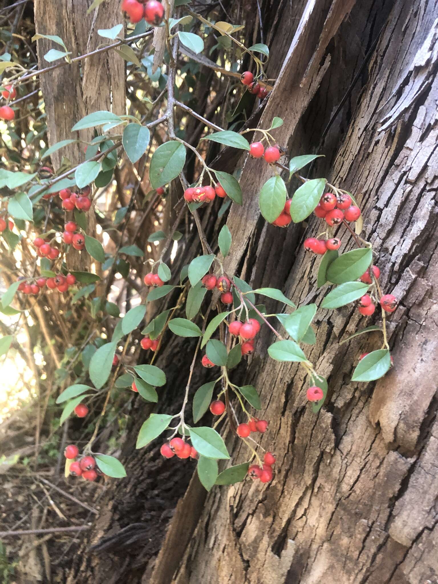 Sivun Cotoneaster pannosus Franch. kuva