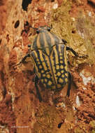 Image of Mecynorhina (Chelorhinella) savagei Harris 1844