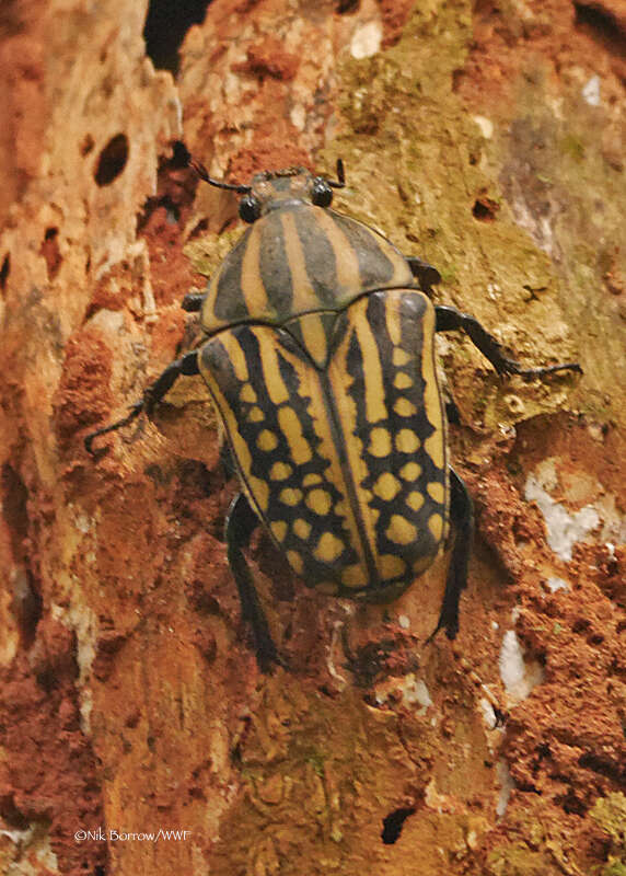 Image of Mecynorhina (Chelorhinella) savagei Harris 1844