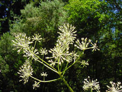 Image of spikenard