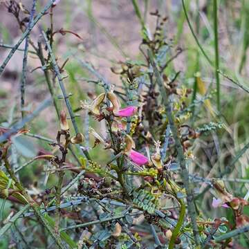 Image of Indigofera adesmiifolia A. Gray