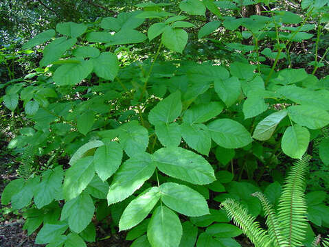 Image of California spikenard