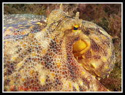 Image of Common octopus