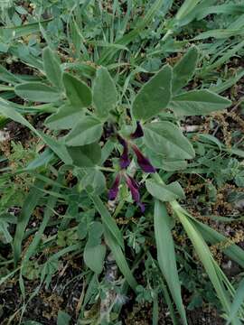 Imagem de Vicia narbonensis L.