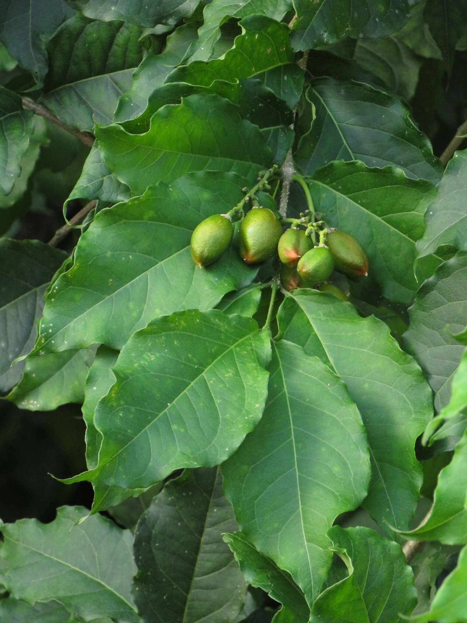 Image of Bunchosia armeniaca (Cav.) Rich.