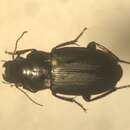 Image of Harpalus (Harpalus) lewisii Le Conte 1865