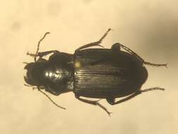 Image de Harpalus (Harpalus) lewisii Le Conte 1865