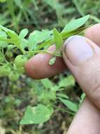 Plancia ëd Physalis solanacea (Schltdl.) B. Axelius