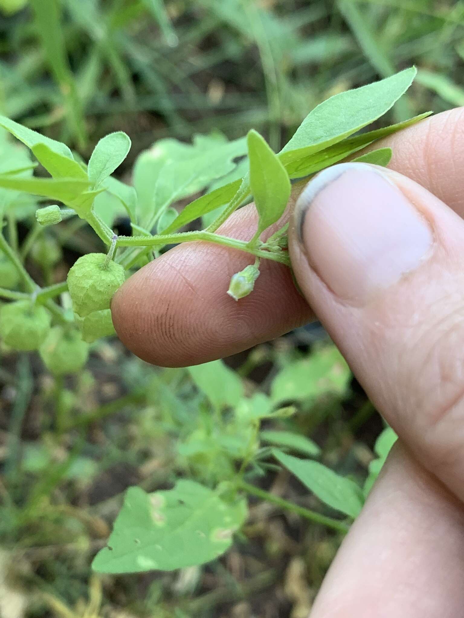 Plancia ëd Physalis solanacea (Schltdl.) B. Axelius