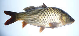 Image of common carp, carp