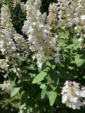 Image of panicled hydrangea