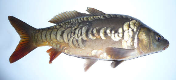 Image of Cyprinus carpio carpio