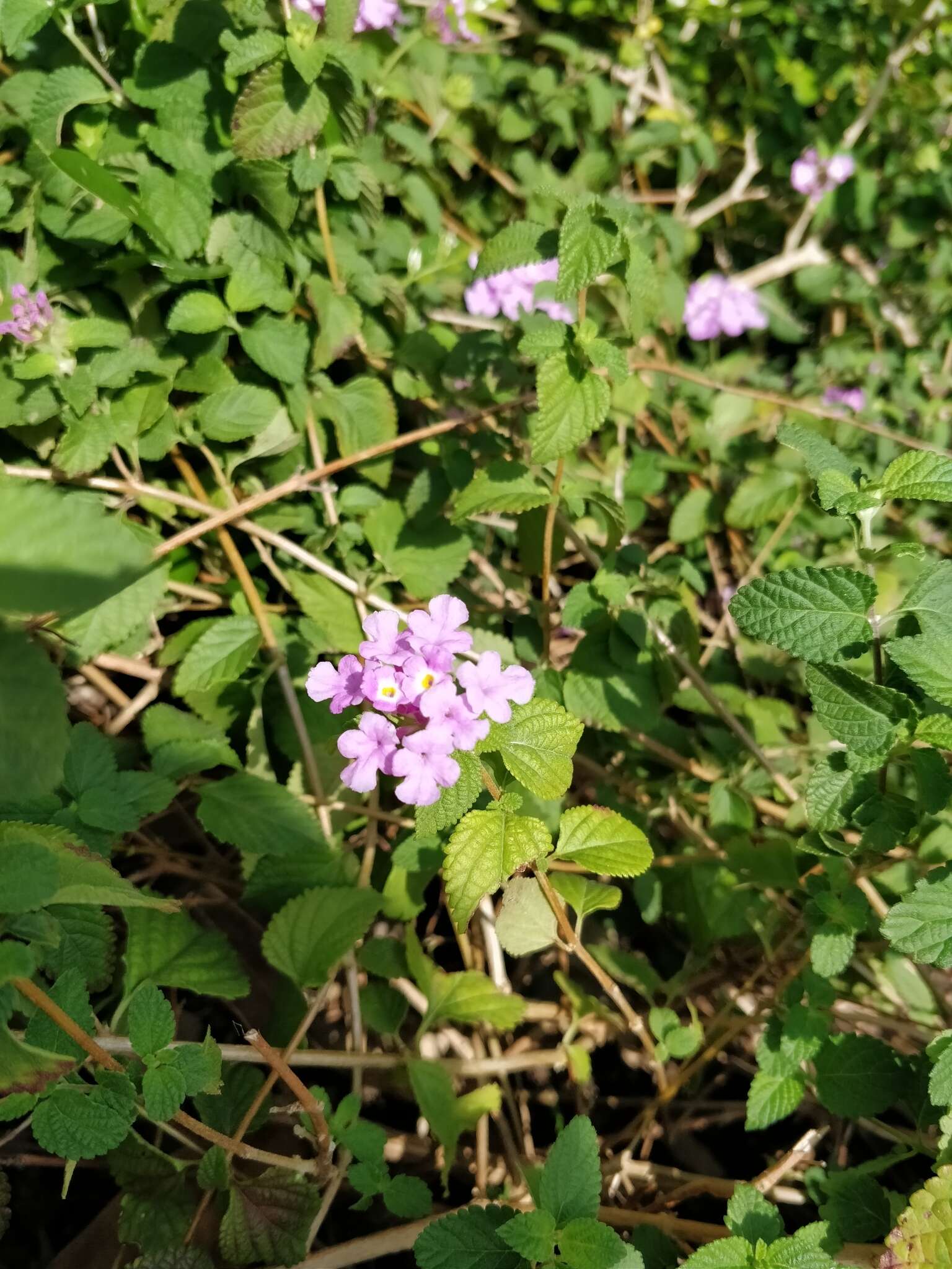 Image of trailing shrubverbena