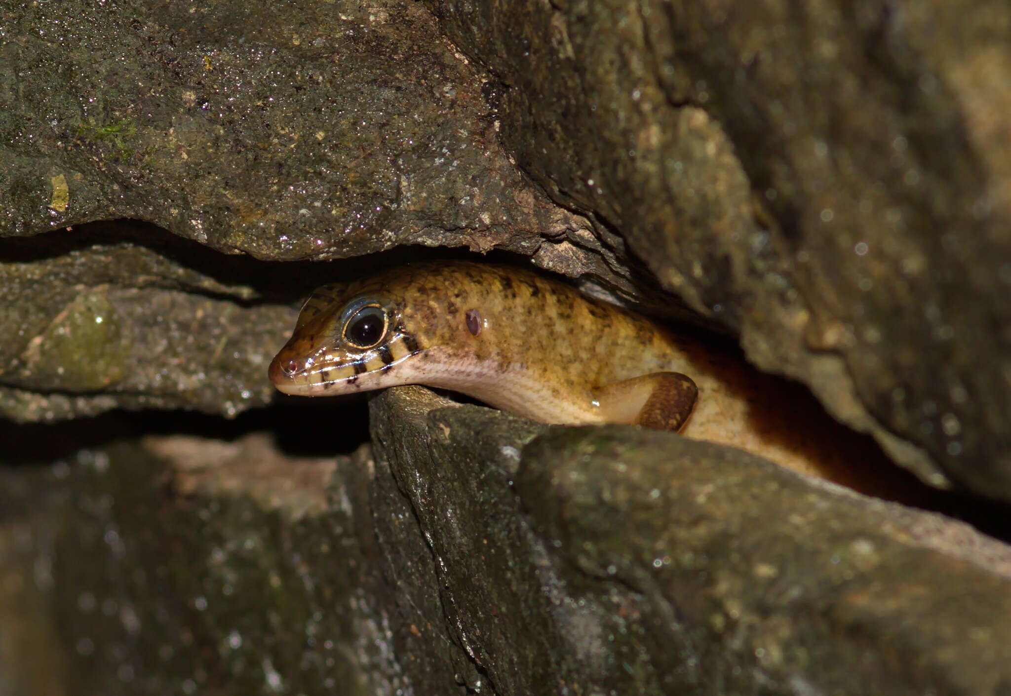 Image of Nakhon Si-Thammarat forest Skink