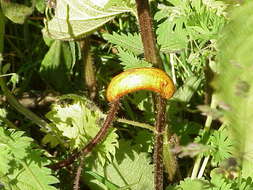 Image of Common Nettle