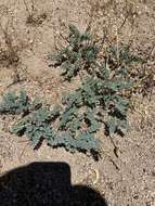 Imagem de Astragalus gibbsii Kellogg