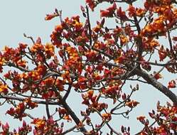 Image of Red Silk Cotton