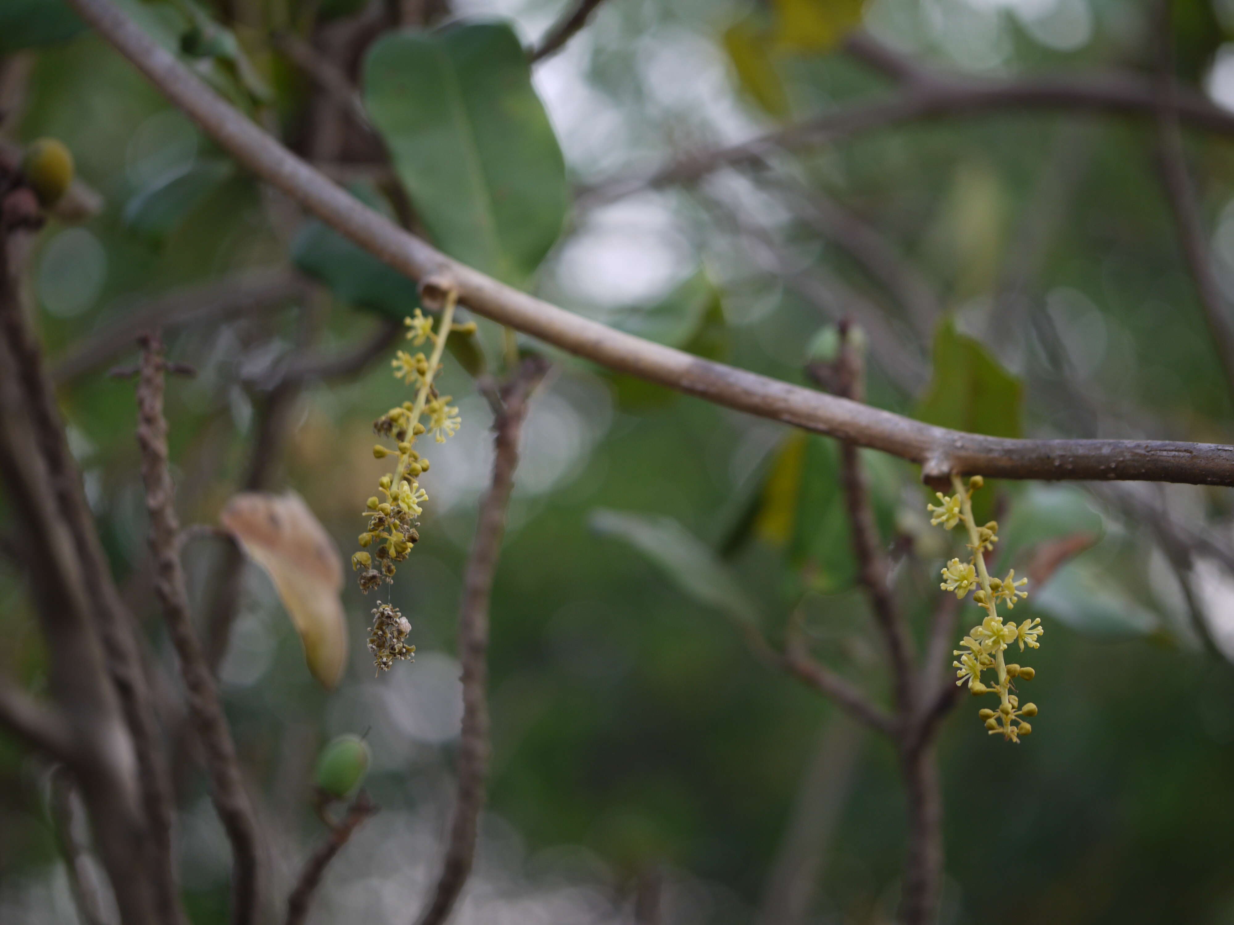 Image of Tinospora cordifolia (Willd.) Miers