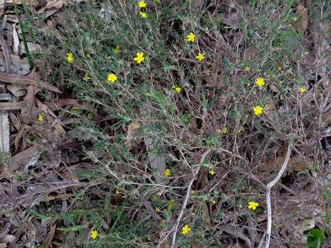 Image of Hibbertia racemosa (Endl.) Gilg