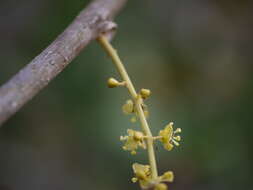 Image of Tinospora cordifolia (Willd.) Miers