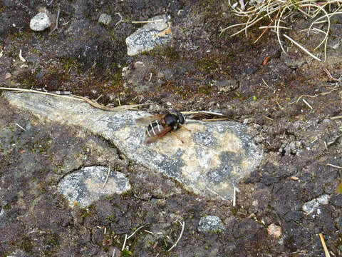 Image of Sericomyia lappona (Linnaeus 1758)