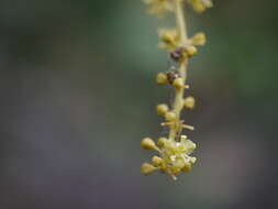 Image of Tinospora cordifolia (Willd.) Miers