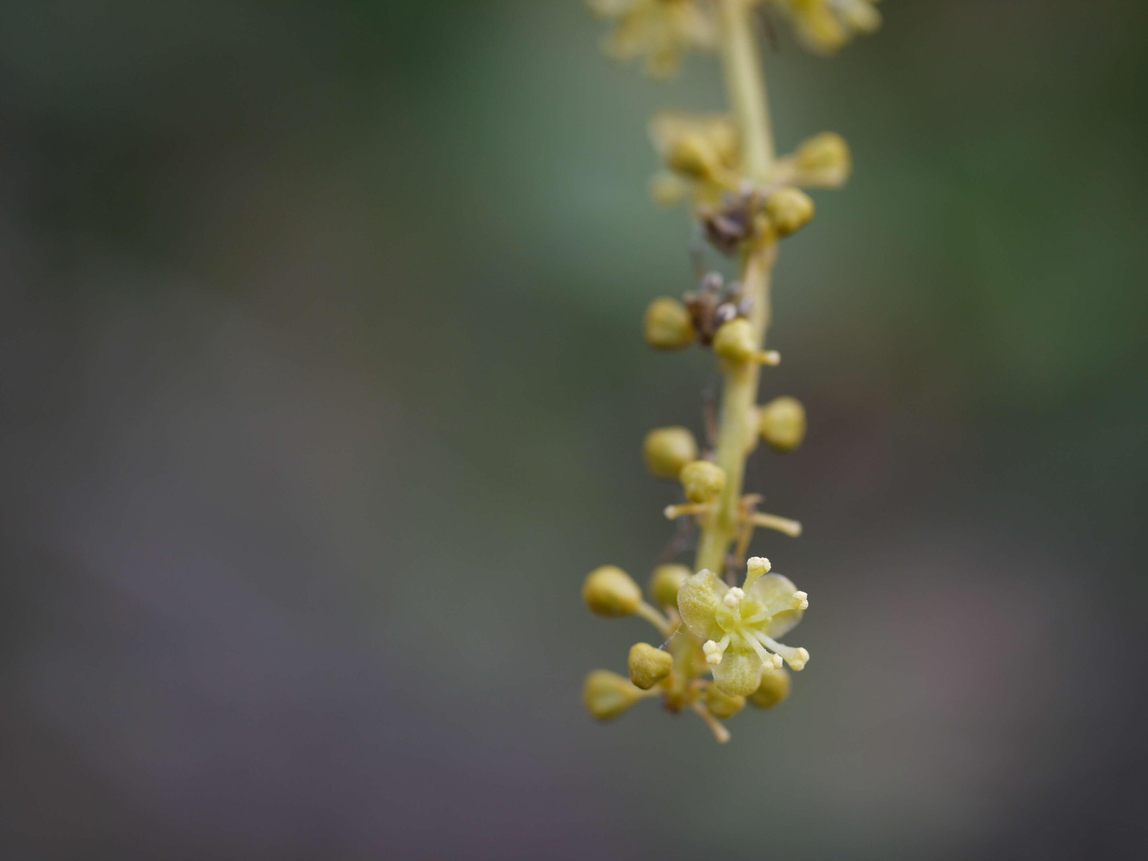 Image of Tinospora cordifolia (Willd.) Miers