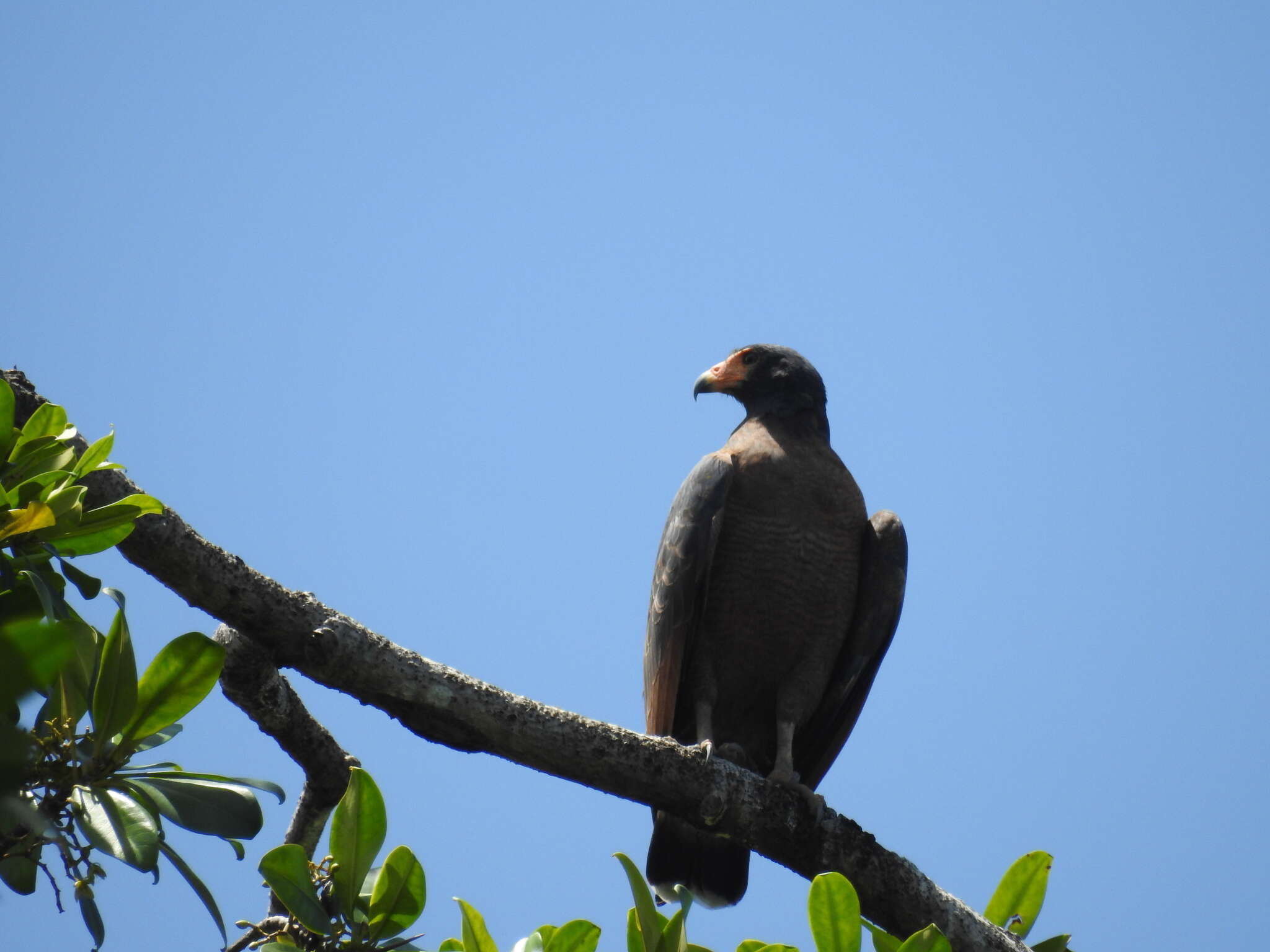 Image of Rufous Crab Hawk