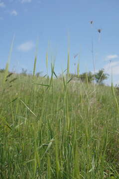 Image of wild einkorn