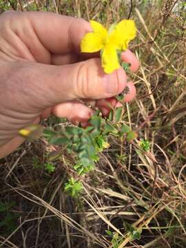 Plancia ëd Hypericum tetrapetalum Lam.