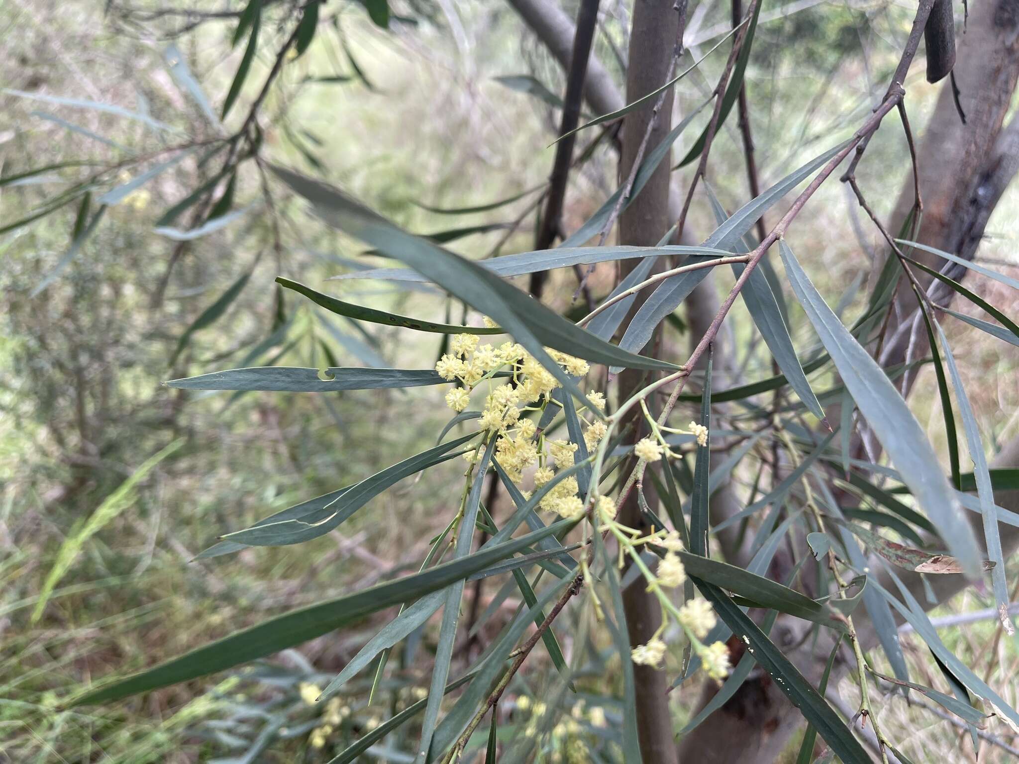 Acacia provincialis A. Camus的圖片