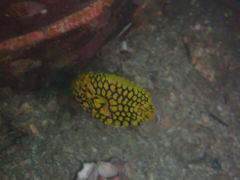 Image of pinecone fishes