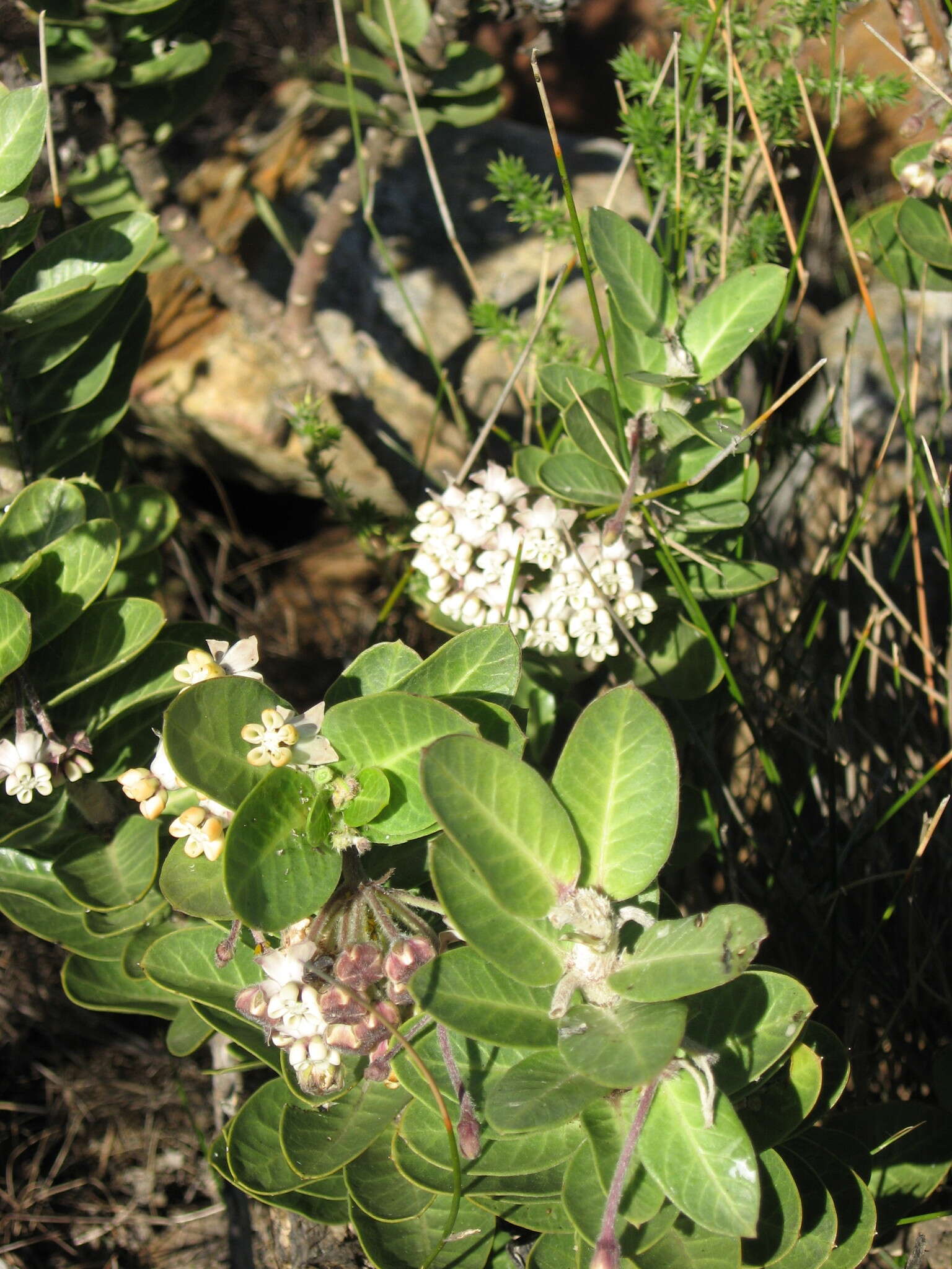 Image of Mountain milkbush